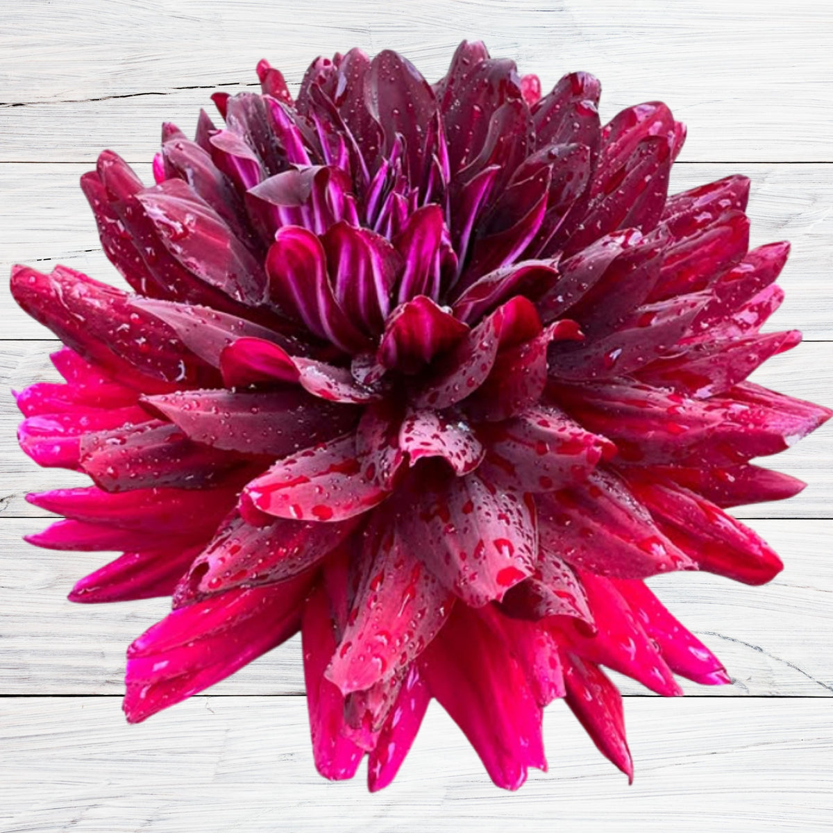 Hollyhill Black Beauty Dahlia Perennial Seeds, 40+ seeds