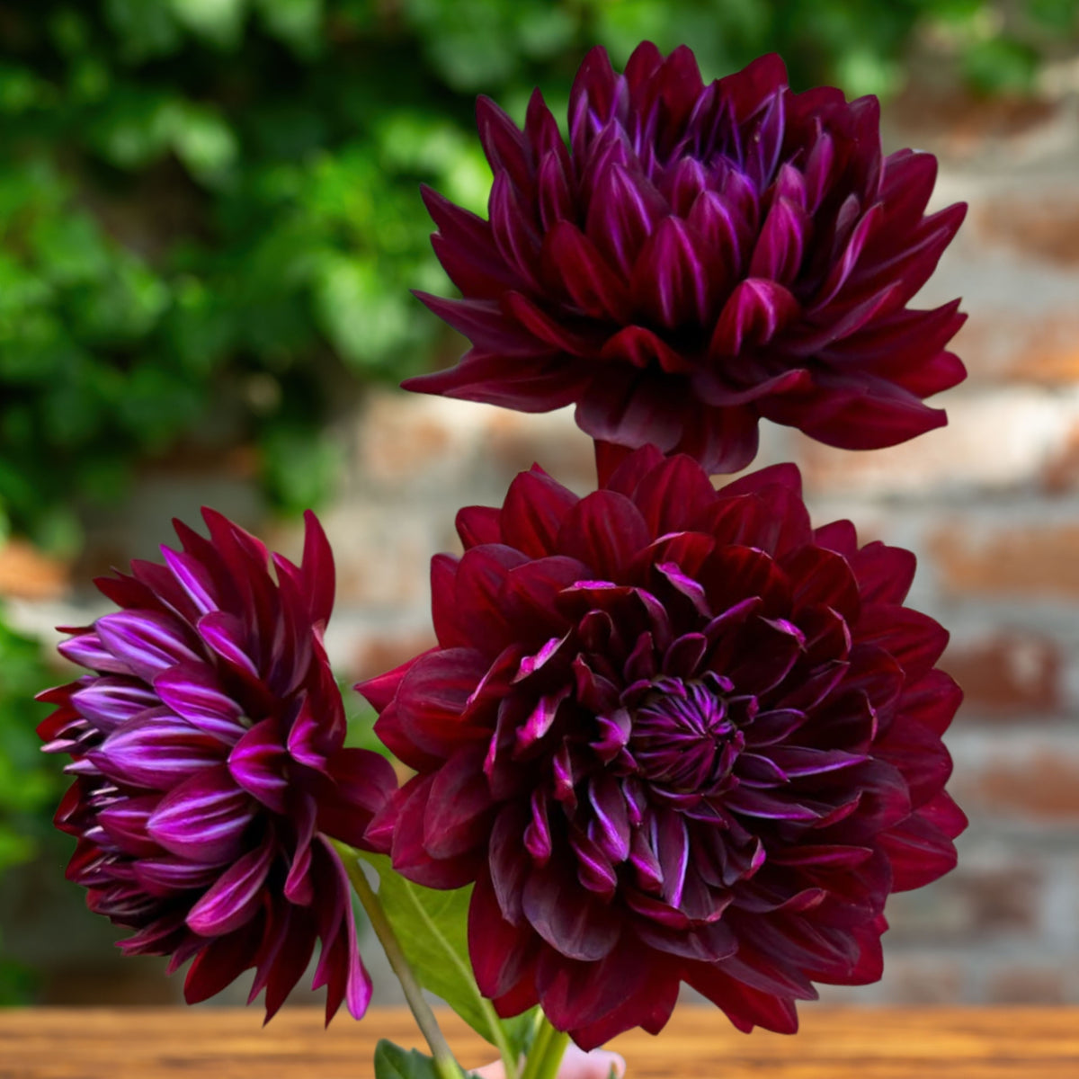 Hollyhill Black Beauty Dahlia Perennial Seeds, 40+ seeds