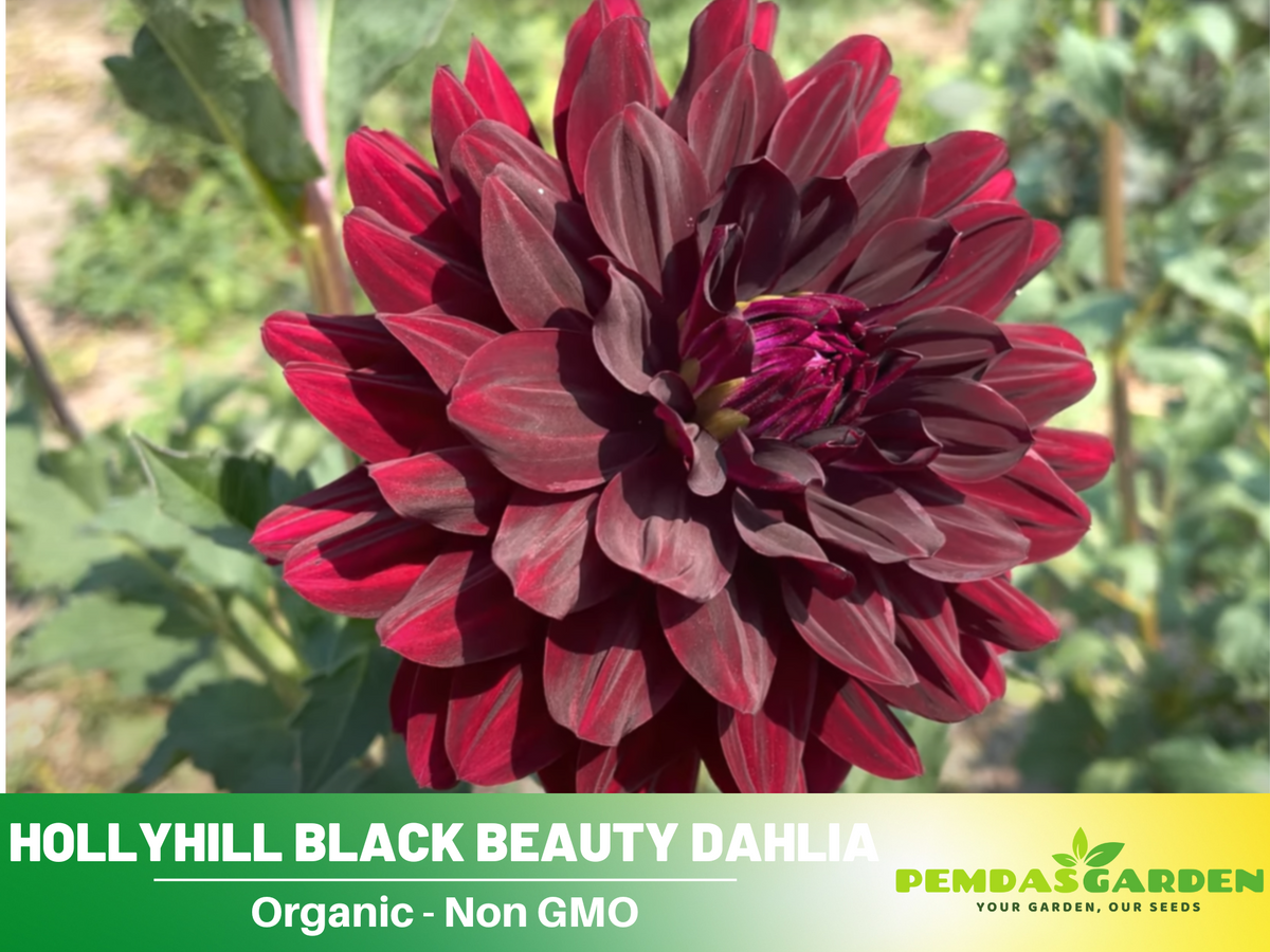 40+ Seeds|  Hollyhill Black Beauty Dahlia Perennial Seeds #D053