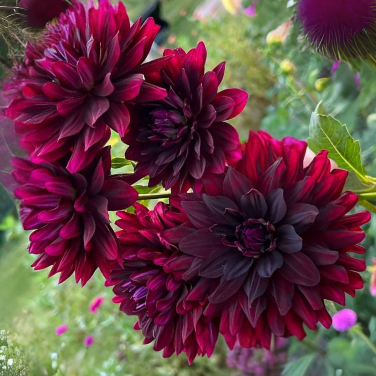 Hollyhill Black Beauty Dahlia Perennial Seeds, 40+ seeds
