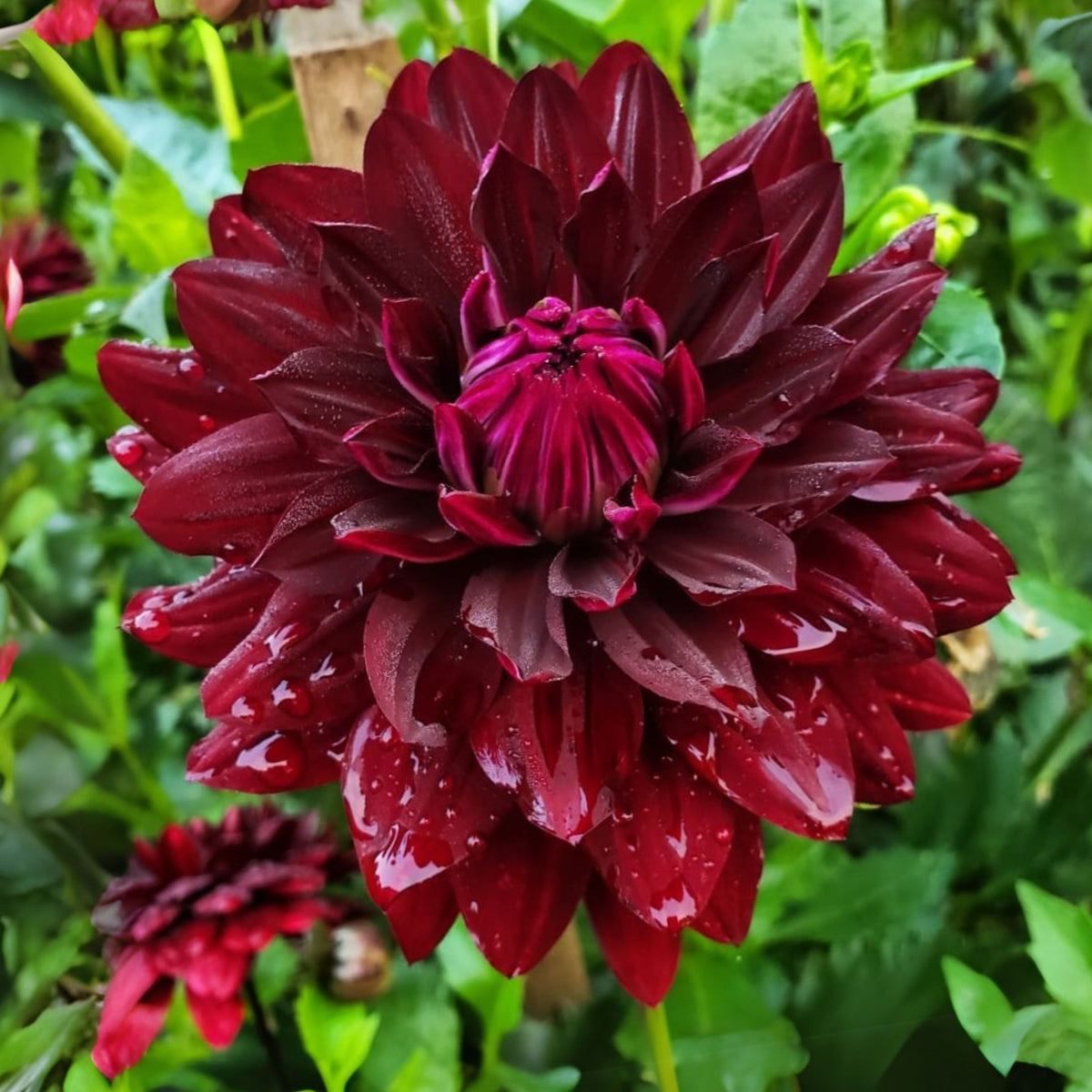 Hollyhill Black Beauty Dahlia Perennial Seeds, 40+ seeds