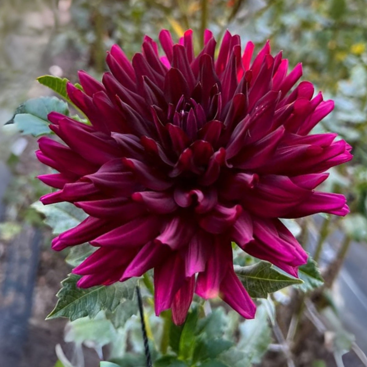 Hollyhill Black Beauty Dahlia Perennial Seeds, 40+ seeds
