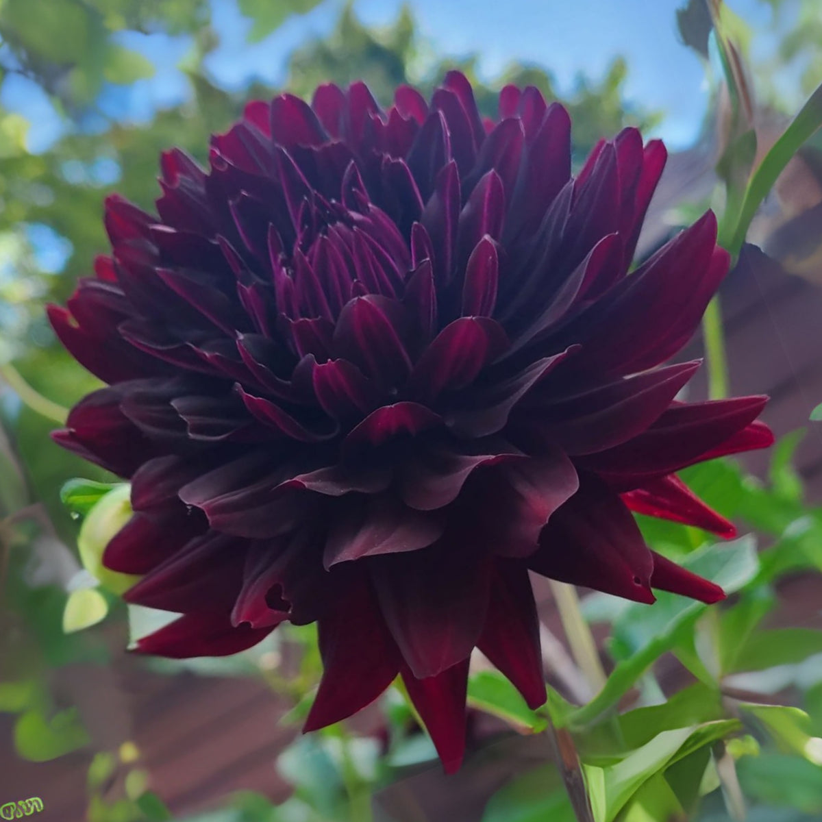 Hollyhill Black Beauty Dahlia Perennial Seeds, 40+ seeds
