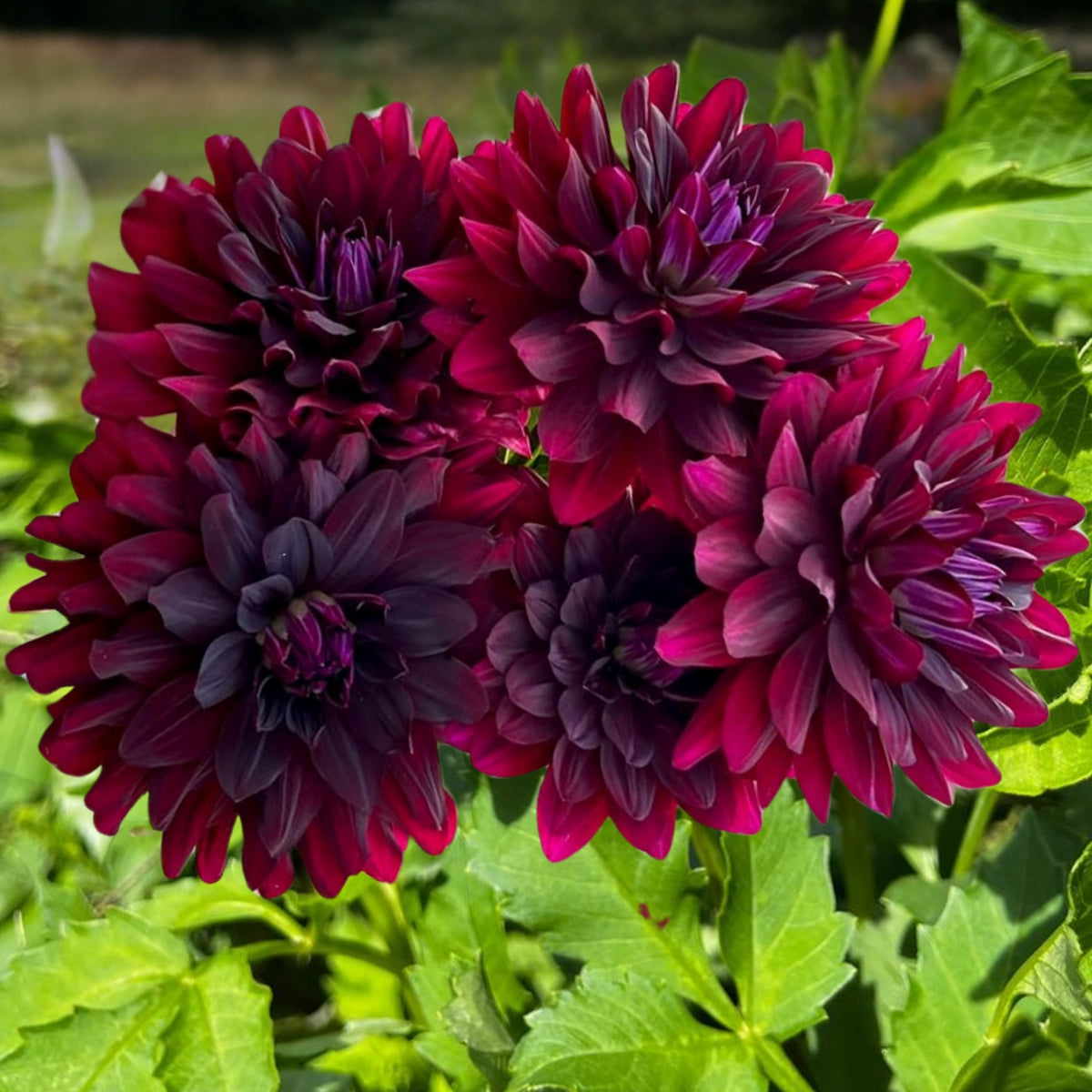 Hollyhill Black Beauty Dahlia Perennial Seeds, 40+ seeds