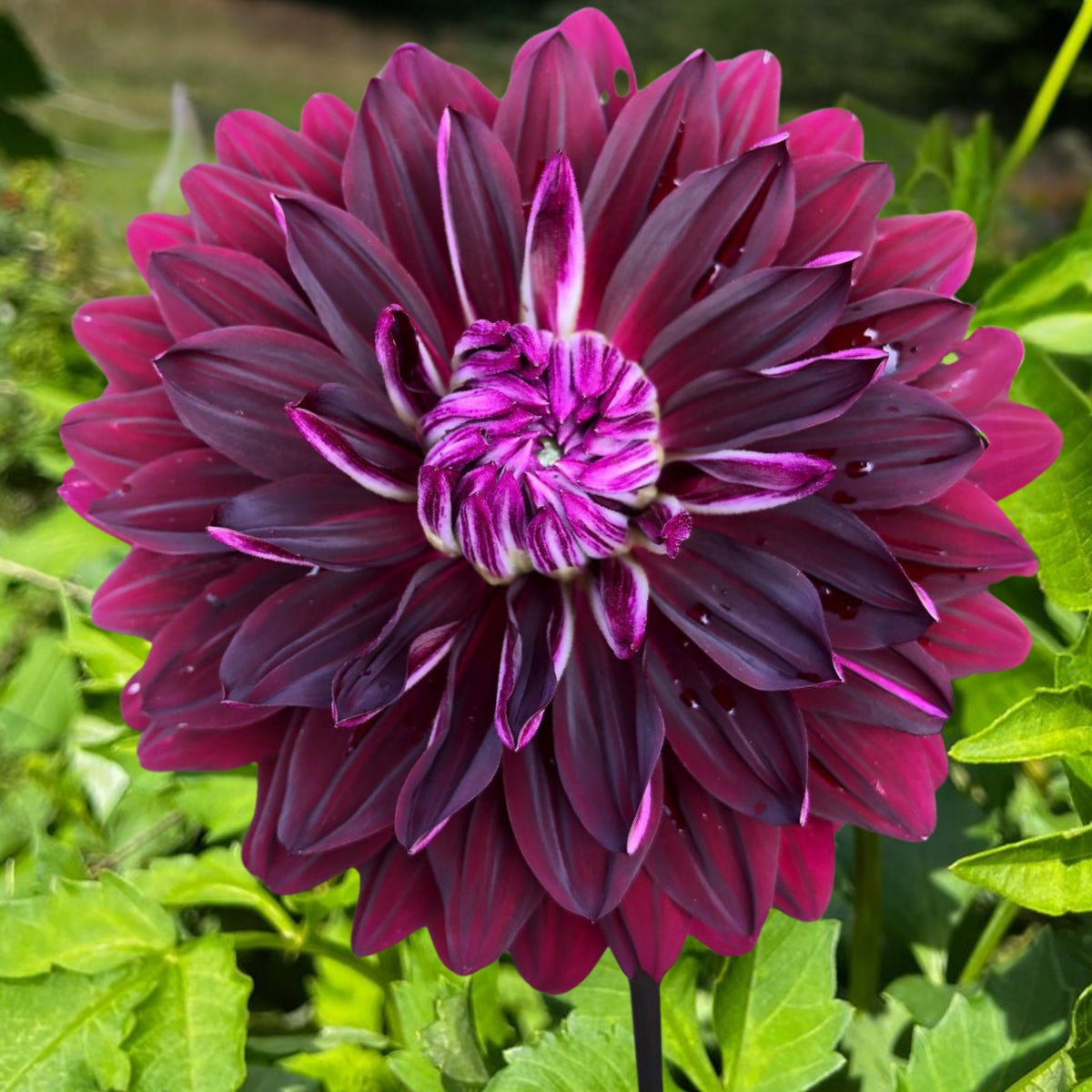 Hollyhill Black Beauty Dahlia Perennial Seeds, 40+ seeds