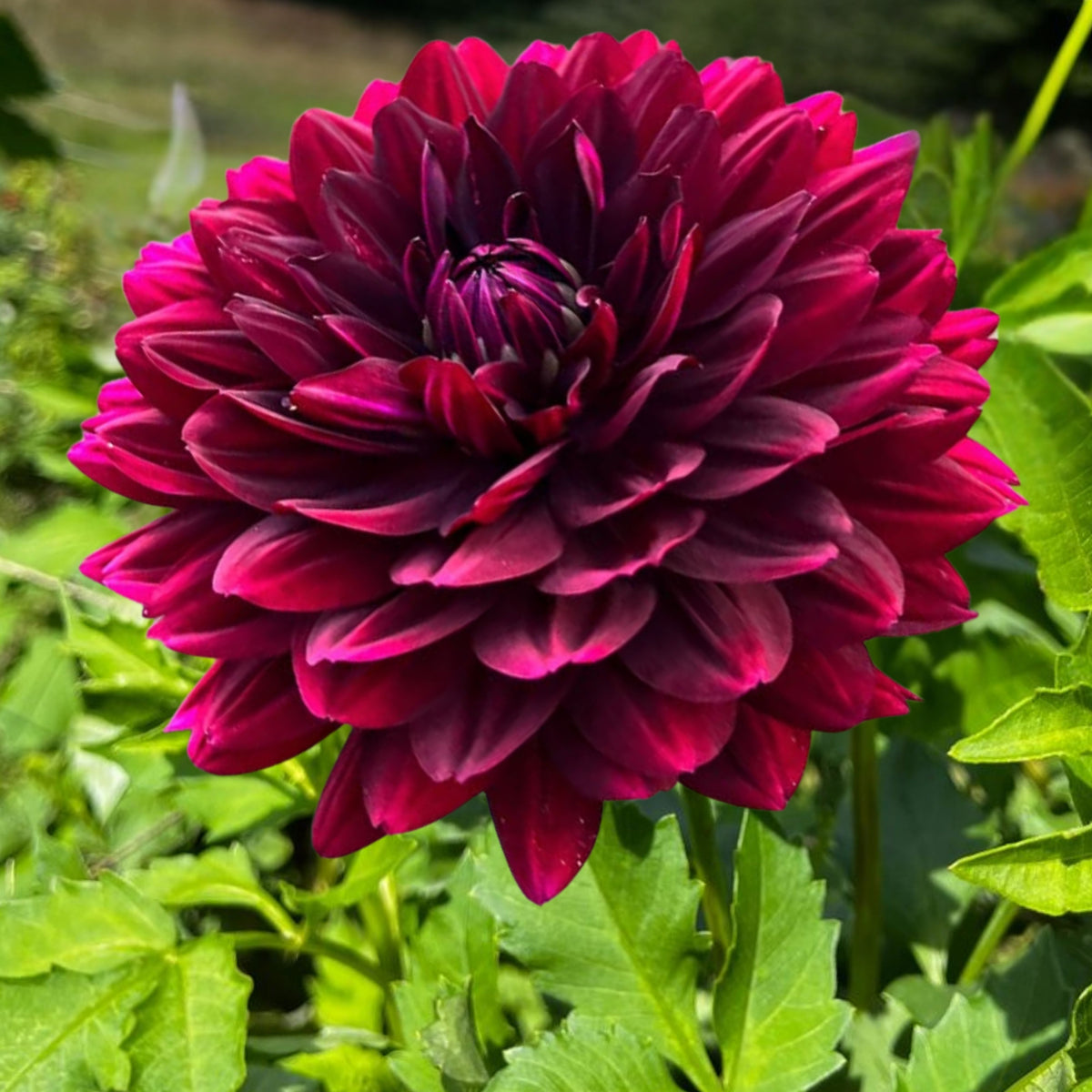 Hollyhill Black Beauty Dahlia Perennial Seeds, 40+ seeds