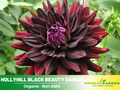 40+ Seeds|  Hollyhill Black Beauty Dahlia Perennial Seeds – Long Lasting Blooms, Ideal for Cut Flower Arrangements, Vibrant Garden Mix for Summer & Fall#D053