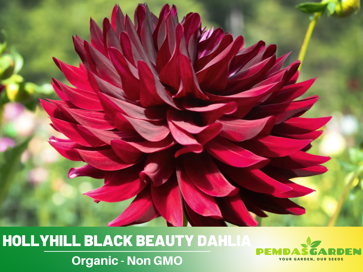 40+ Seeds|  Hollyhill Black Beauty Dahlia Perennial Seeds #D053