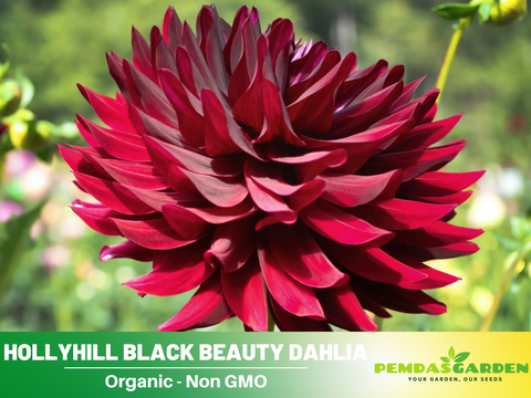 dahlia black beauty seeds 40+ Seeds| Hollyhill Black Beauty Dahlia Perennial Seeds – Long Lastin – PEMDASGARDEN