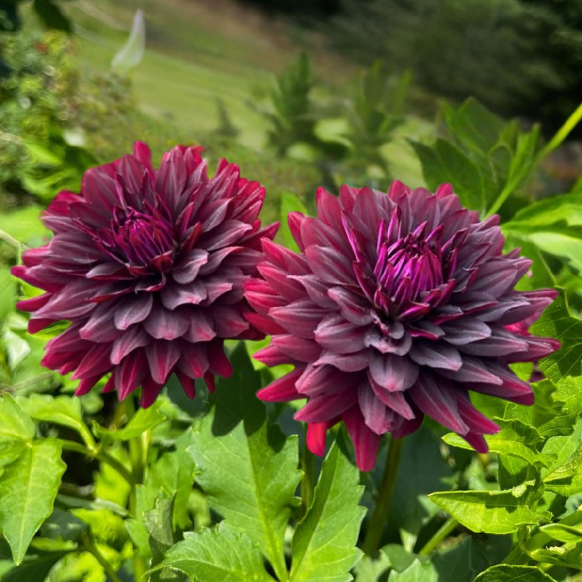 Hollyhill Black Beauty Dahlia Perennial Seeds, 40+ seeds
