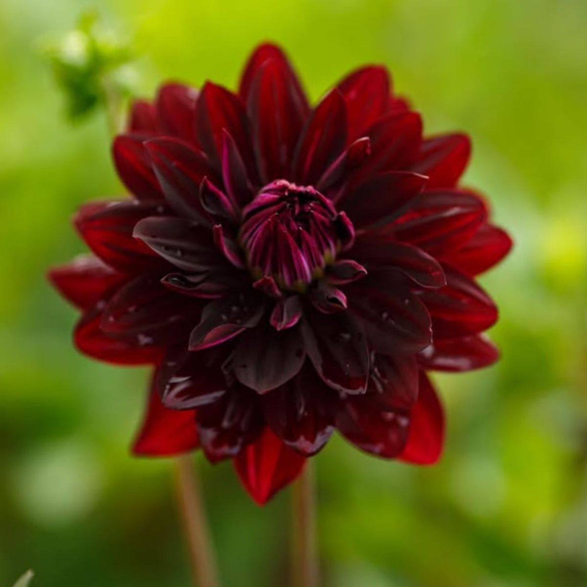 Hollyhill Black Beauty Dahlia Perennial Seeds, 40+ seeds