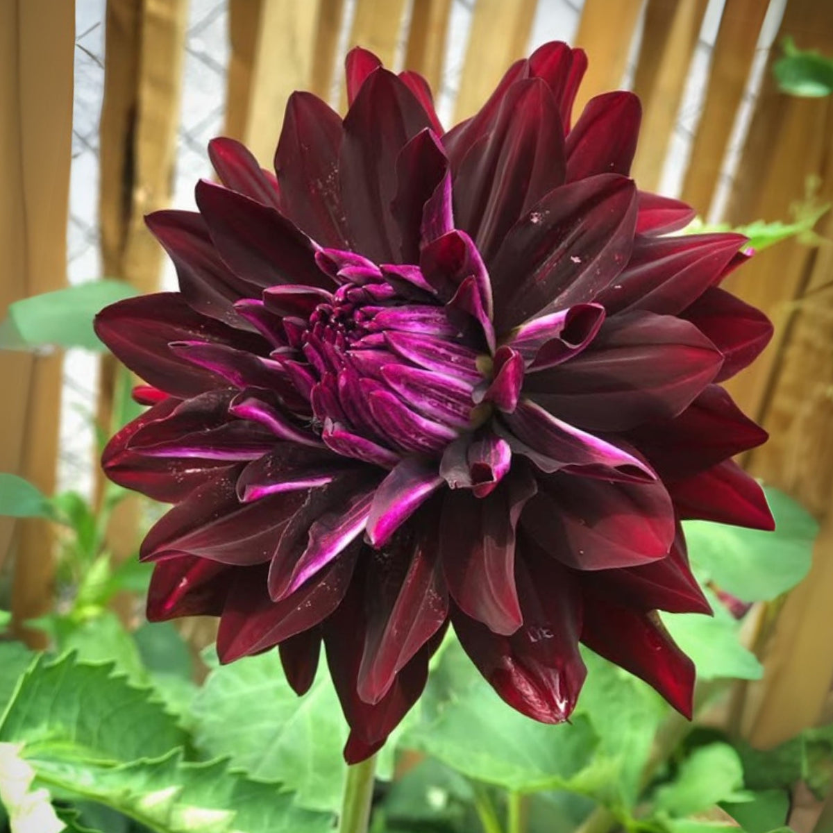 Hollyhill Black Beauty Dahlia Perennial Seeds, 40+ seeds
