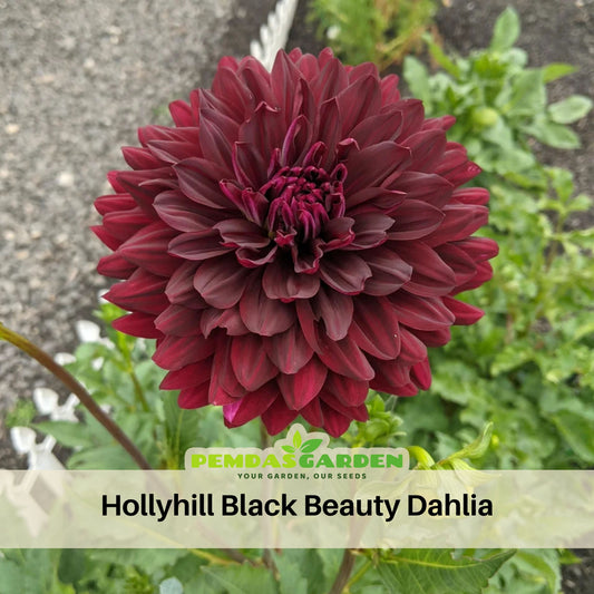 Hollyhill Black Beauty Dahlia Perennial Seeds, 40+ seeds