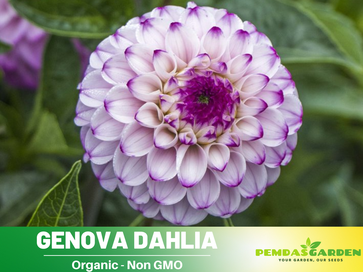 40+ Seeds-Genova Dahlia Seeds #D054