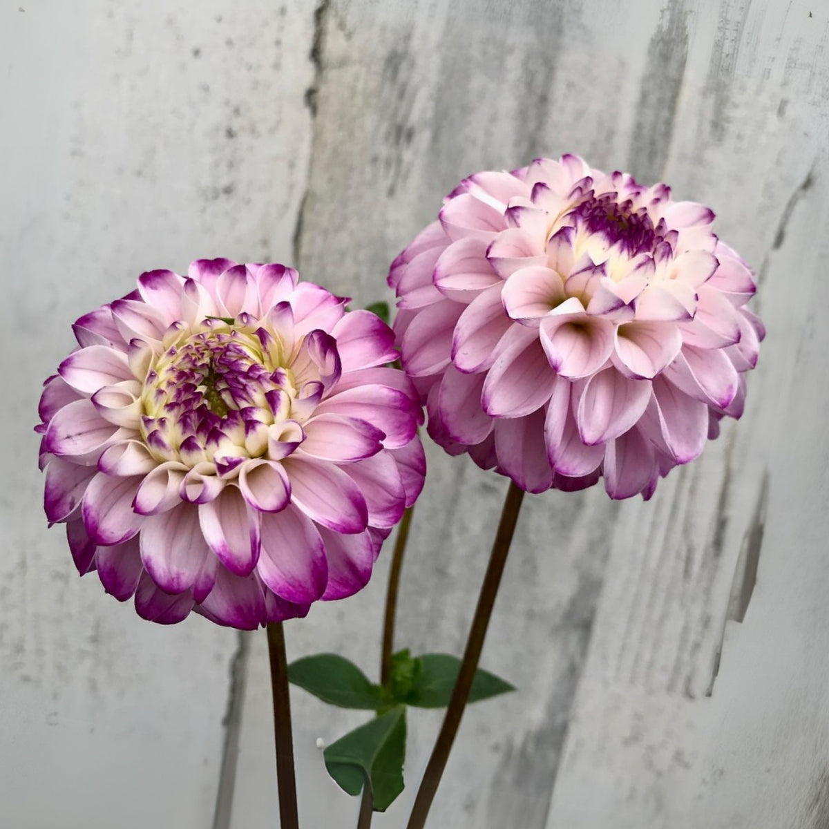 Genova Dahlia Seeds - Container, Beds & Cut Bouquets, 40+ seeds