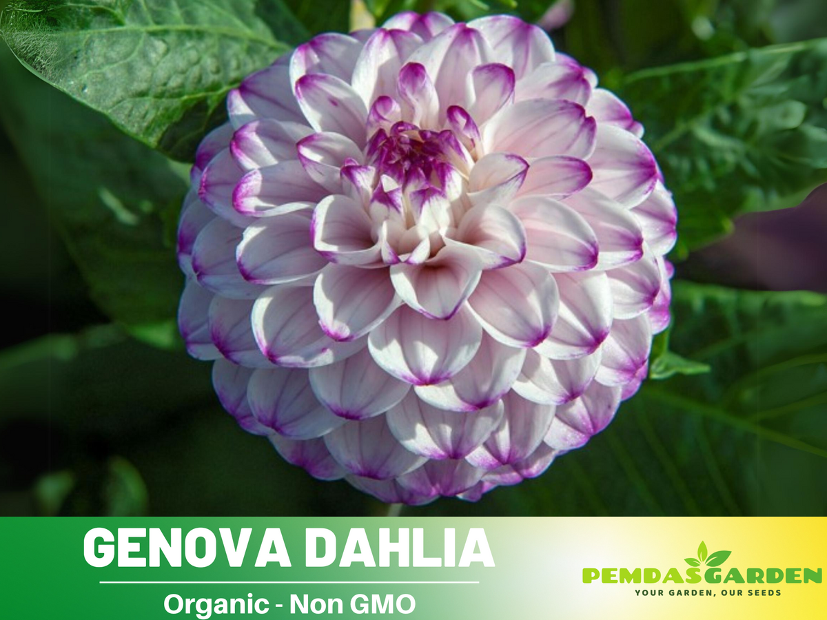 40+ Seeds-Genova Dahlia Seeds #D054
