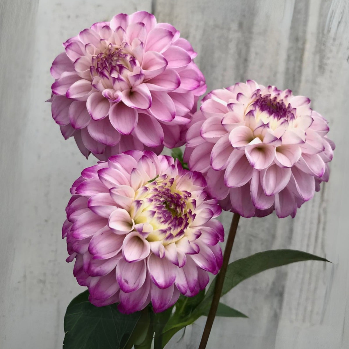 Genova Dahlia Seeds - Container, Beds & Cut Bouquets, 40+ seeds
