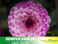 40+ Seeds-Genova Dahlia Seeds- Authentic - Open-Pollinated - Organic - Heirloom - Flower Seeds - Container - Beds & Cut Bouquets #D054