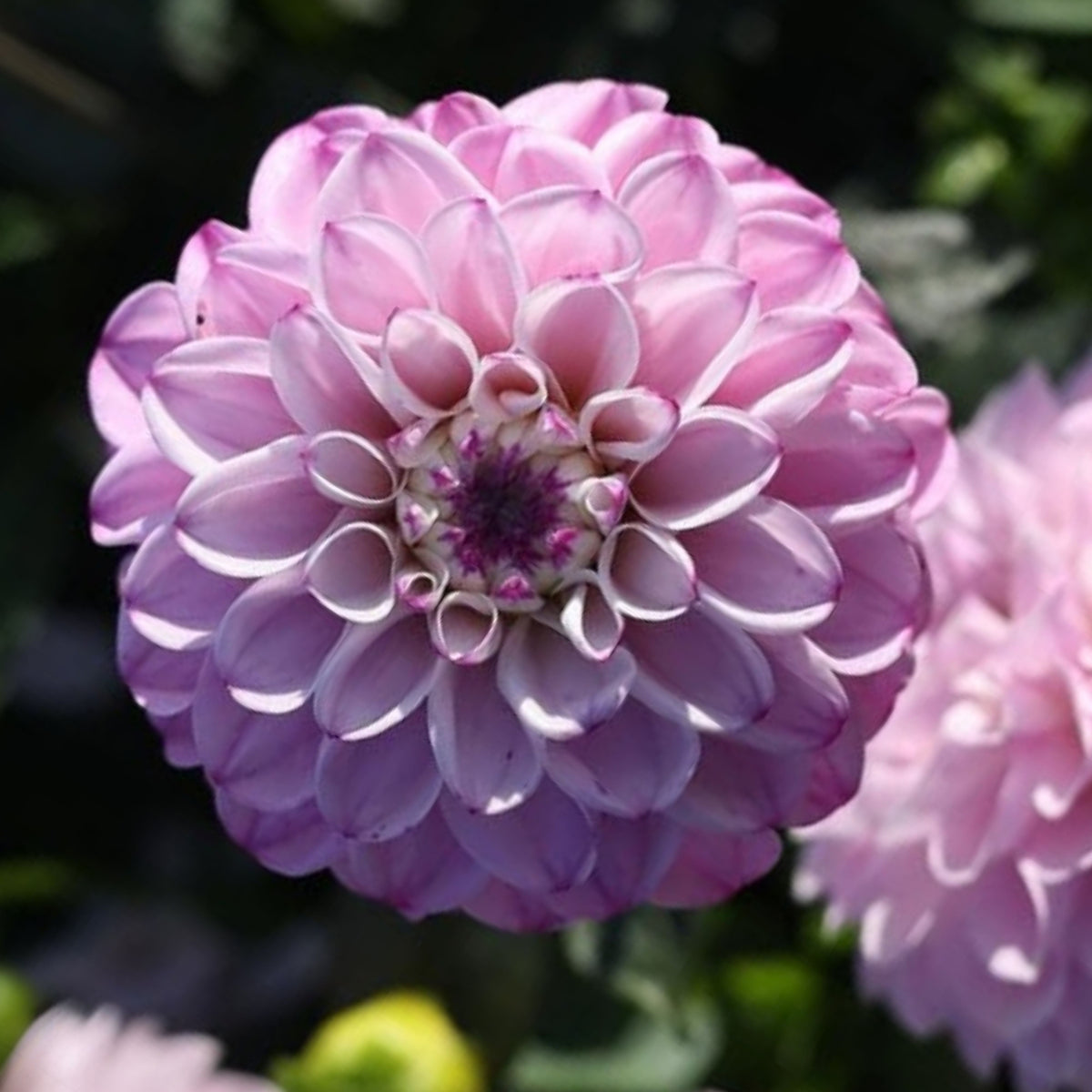 Genova Dahlia Seeds - Container, Beds & Cut Bouquets, 40+ seeds