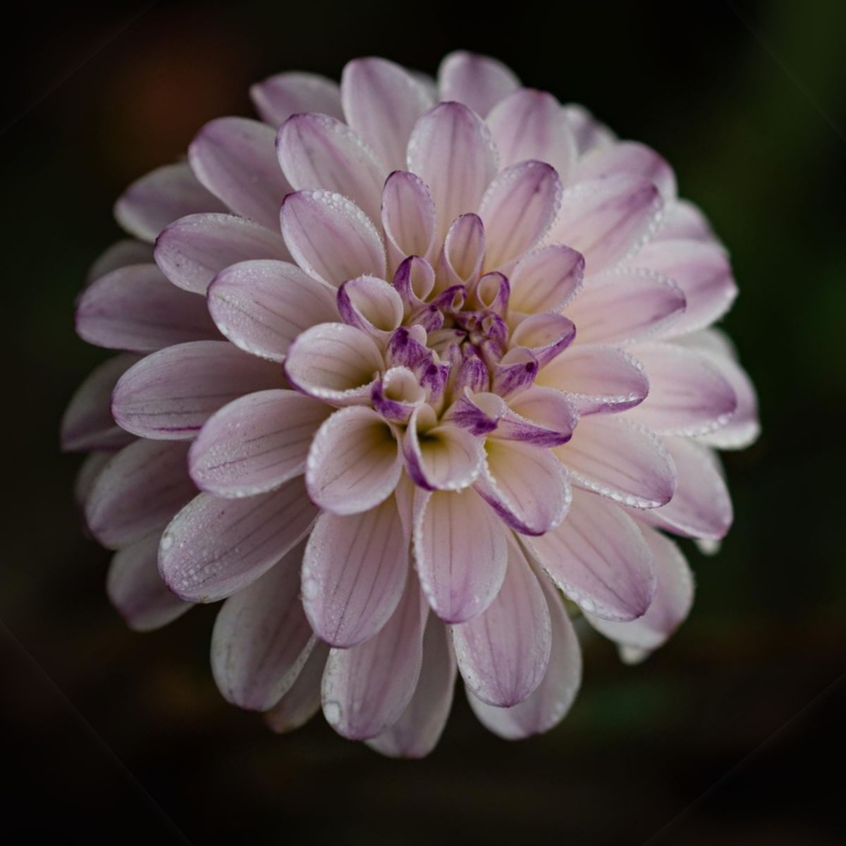 Genova Dahlia Seeds - Container, Beds & Cut Bouquets, 40+ seeds