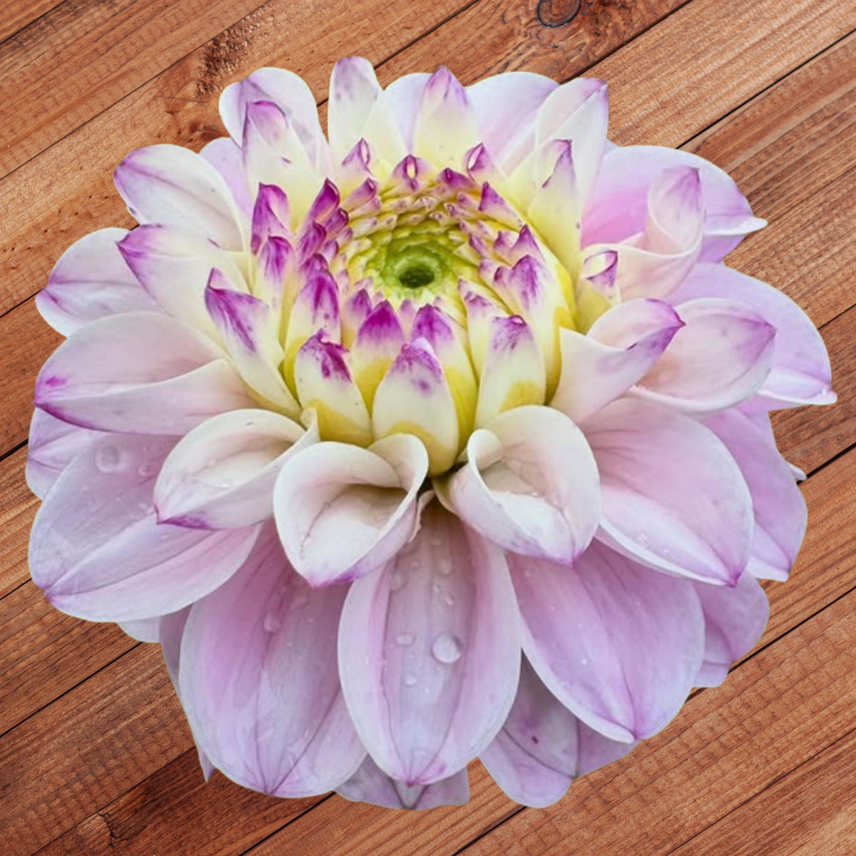 Genova Dahlia Seeds - Container, Beds & Cut Bouquets, 40+ seeds
