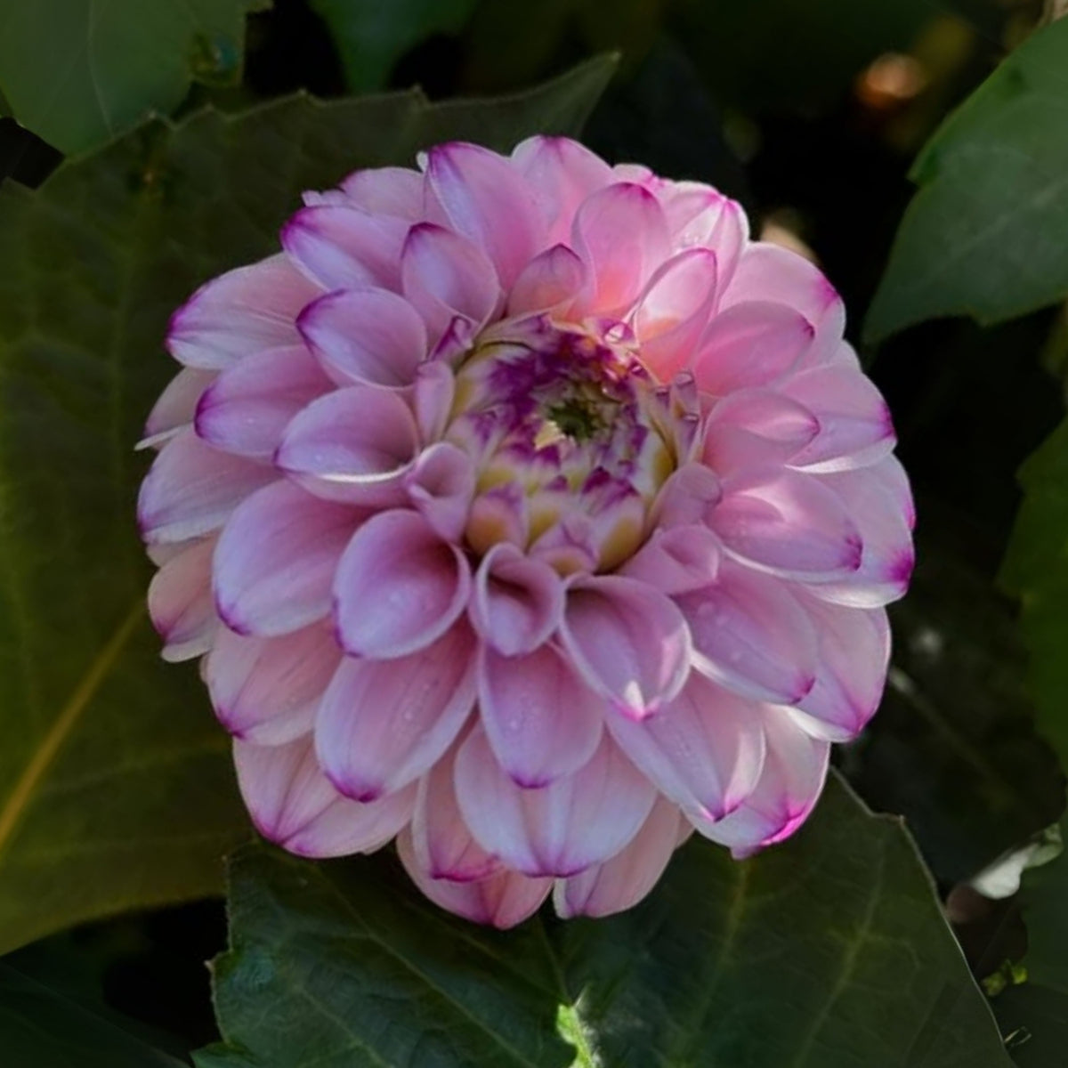 Genova Dahlia Seeds - Container, Beds & Cut Bouquets, 40+ seeds