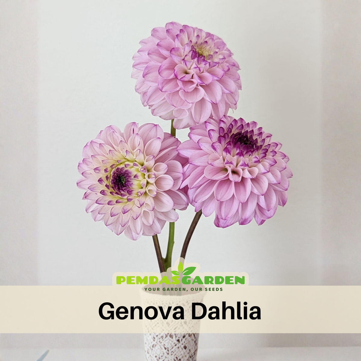 Genova Dahlia Seeds - Container, Beds & Cut Bouquets, 40+ seeds