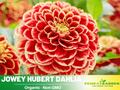 40+ Seeds|  Jowey Hubert Dahlia Perennial Seeds– Long Lasting Blooms, Ideal for Cut Flower Arrangements, Vibrant Garden Mix for Summer & Fall #D055