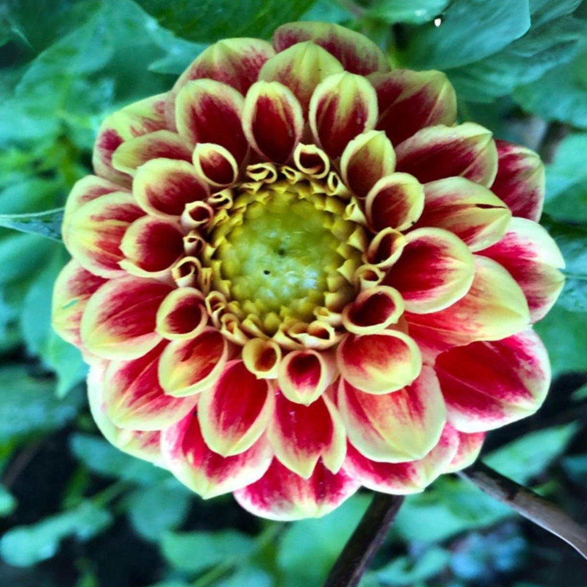 Jowey Hubert Dahlia Perennial Seeds - Long Lasting Blooms, 40+ seeds