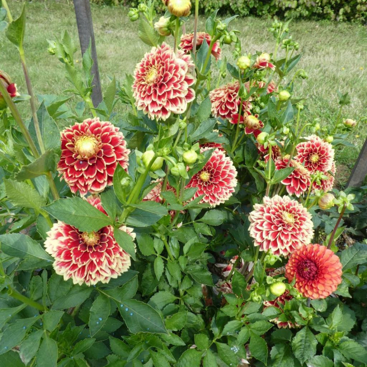 Jowey Hubert Dahlia Perennial Seeds - Long Lasting Blooms, 40+ seeds