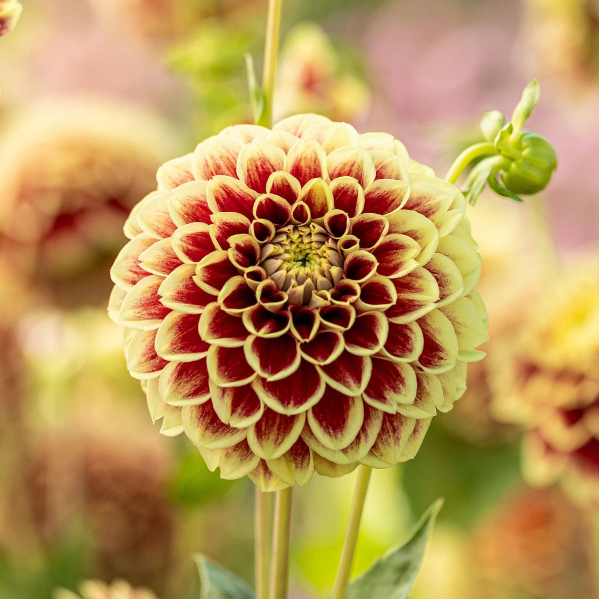 Jowey Hubert Dahlia Perennial Seeds - Long Lasting Blooms, 40+ seeds