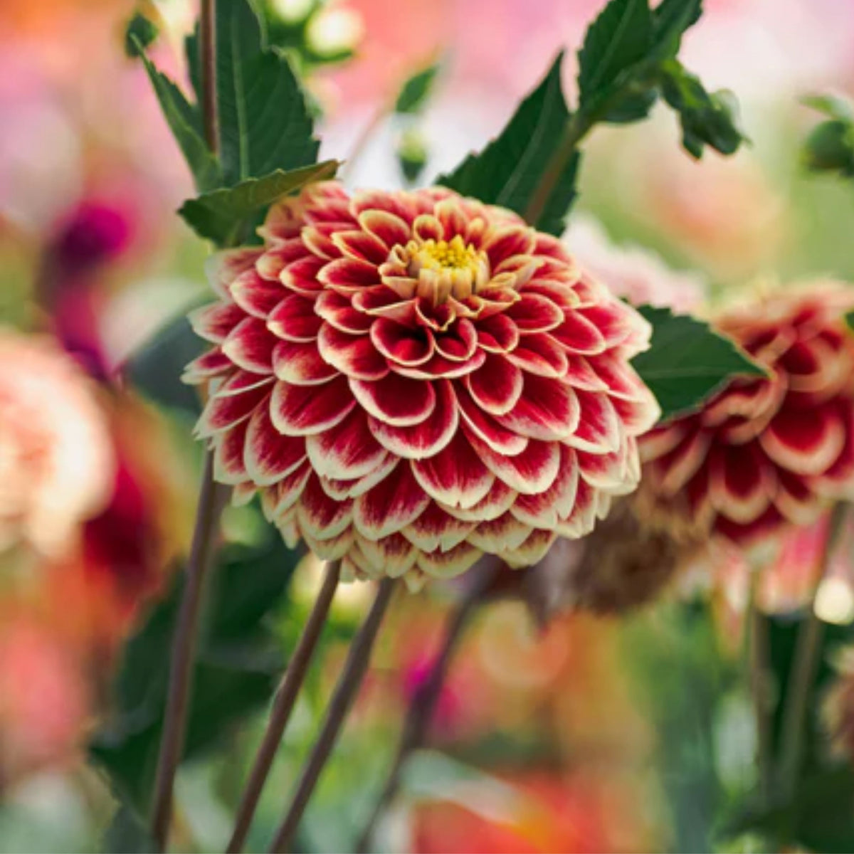 Jowey Hubert Dahlia Perennial Seeds - Long Lasting Blooms, 40+ seeds