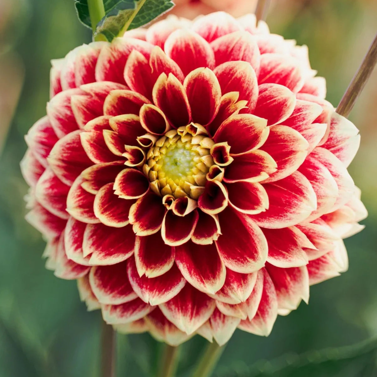 Jowey Hubert Dahlia Perennial Seeds - Long Lasting Blooms, 40+ seeds