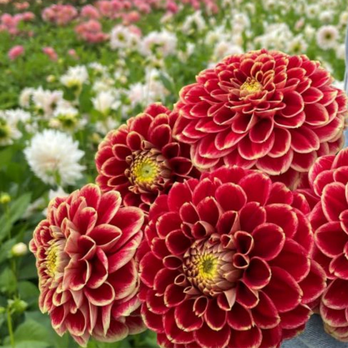 Jowey Hubert Dahlia Perennial Seeds - Long Lasting Blooms, 40+ seeds