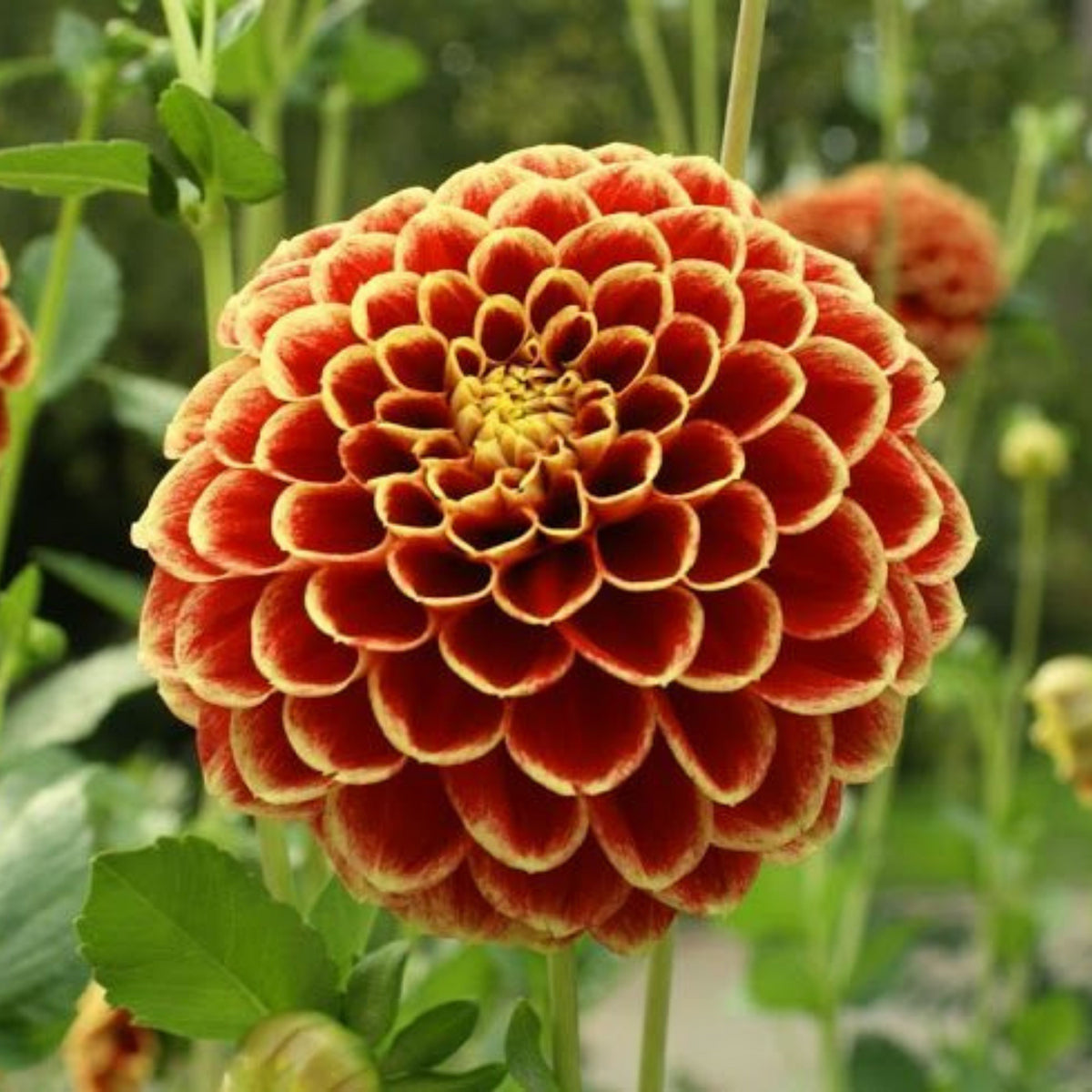 Jowey Hubert Dahlia Perennial Seeds - Long Lasting Blooms, 40+ seeds
