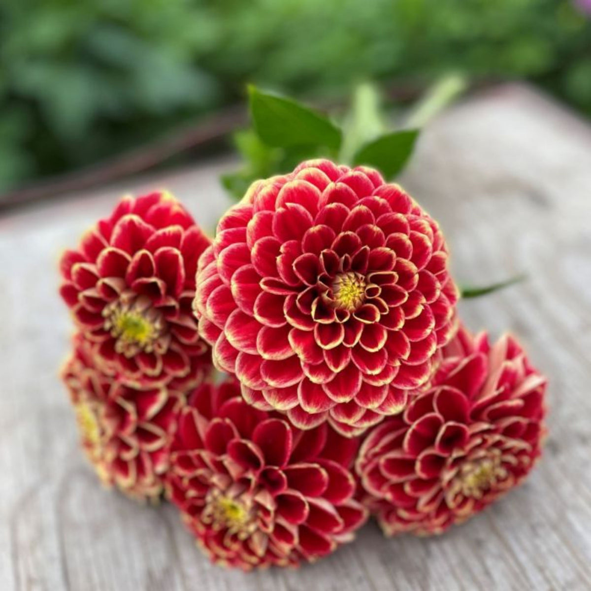 Jowey Hubert Dahlia Perennial Seeds - Long Lasting Blooms, 40+ seeds