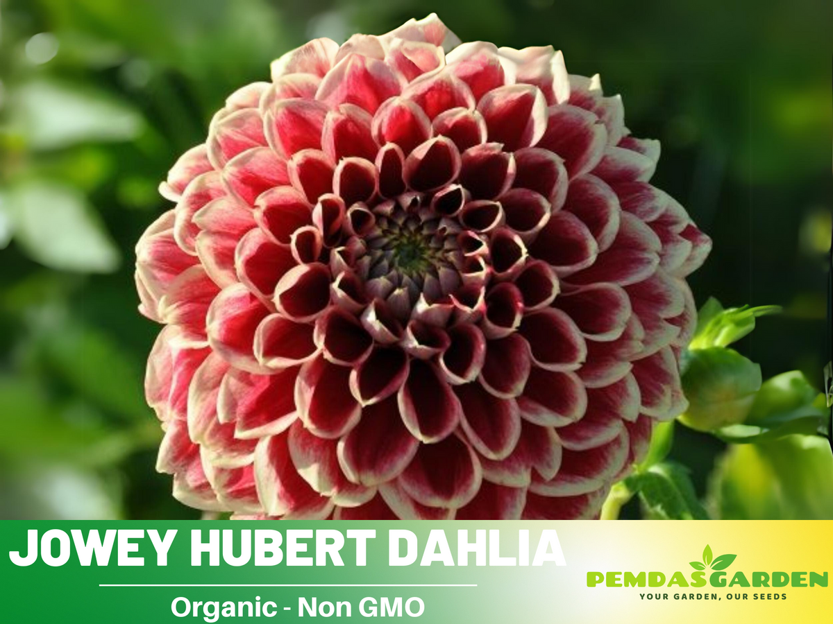 40+ Seeds|  Jowey Hubert Dahlia Perennial Seeds #D055