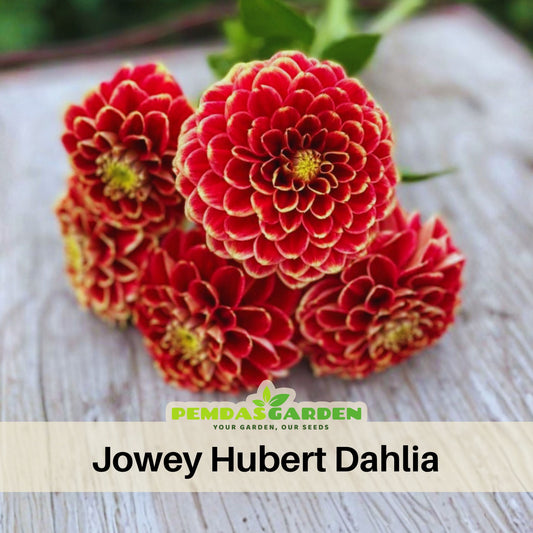 Jowey Hubert Dahlia Perennial Seeds - Long Lasting Blooms, 40+ seeds