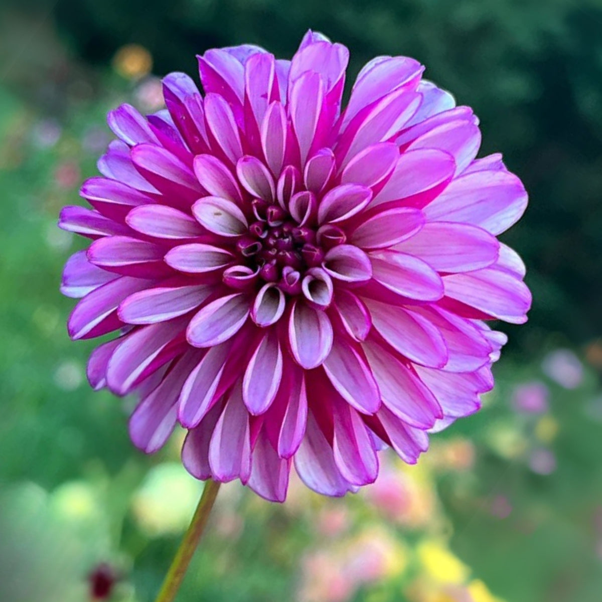 Hugs N Kisses Dahlia Perennial Seeds - Long Lasting Blooms, 40+ seeds