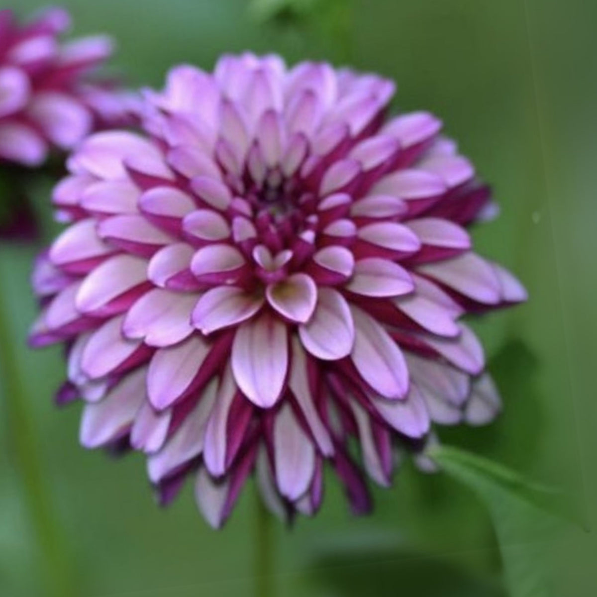 Hugs N Kisses Dahlia Perennial Seeds - Long Lasting Blooms, 40+ seeds