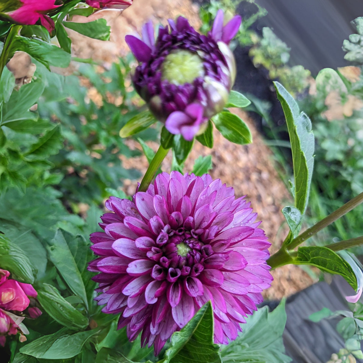 Hugs N Kisses Dahlia Perennial Seeds - Long Lasting Blooms, 40+ seeds
