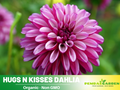 40+ Seeds|  Hugs N Kisses Dahlia Perennial Seeds – Long Lasting Blooms, Ideal for Cut Flower Arrangements, Vibrant Garden Mix for Summer & Fall#D056