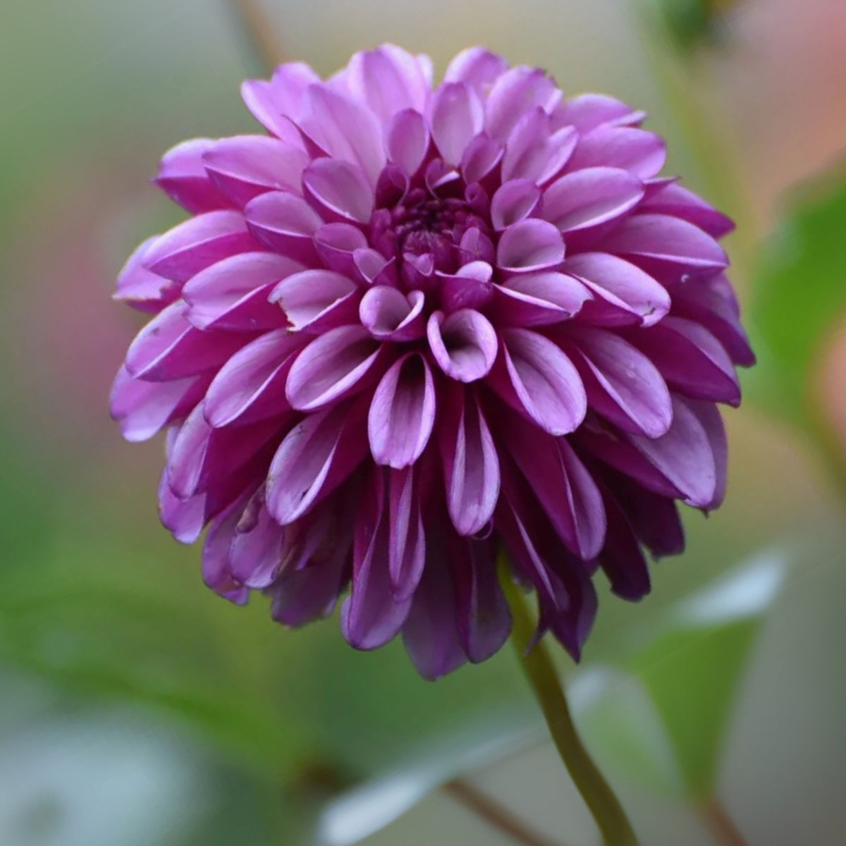 Hugs N Kisses Dahlia Perennial Seeds - Long Lasting Blooms, 40+ seeds