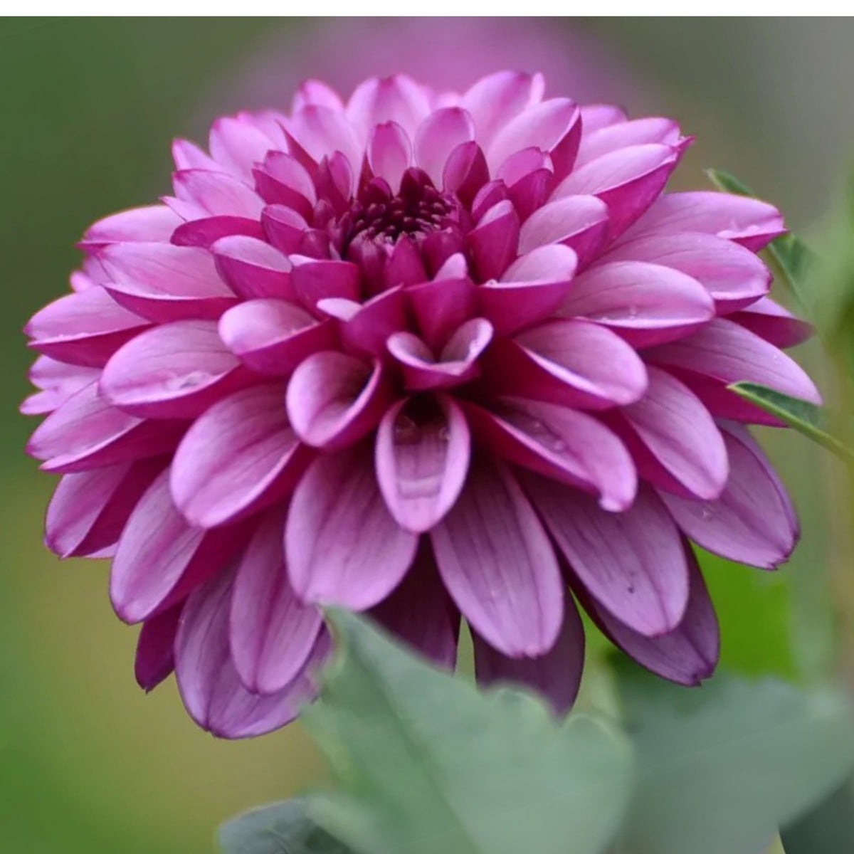 Hugs N Kisses Dahlia Perennial Seeds - Long Lasting Blooms, 40+ seeds