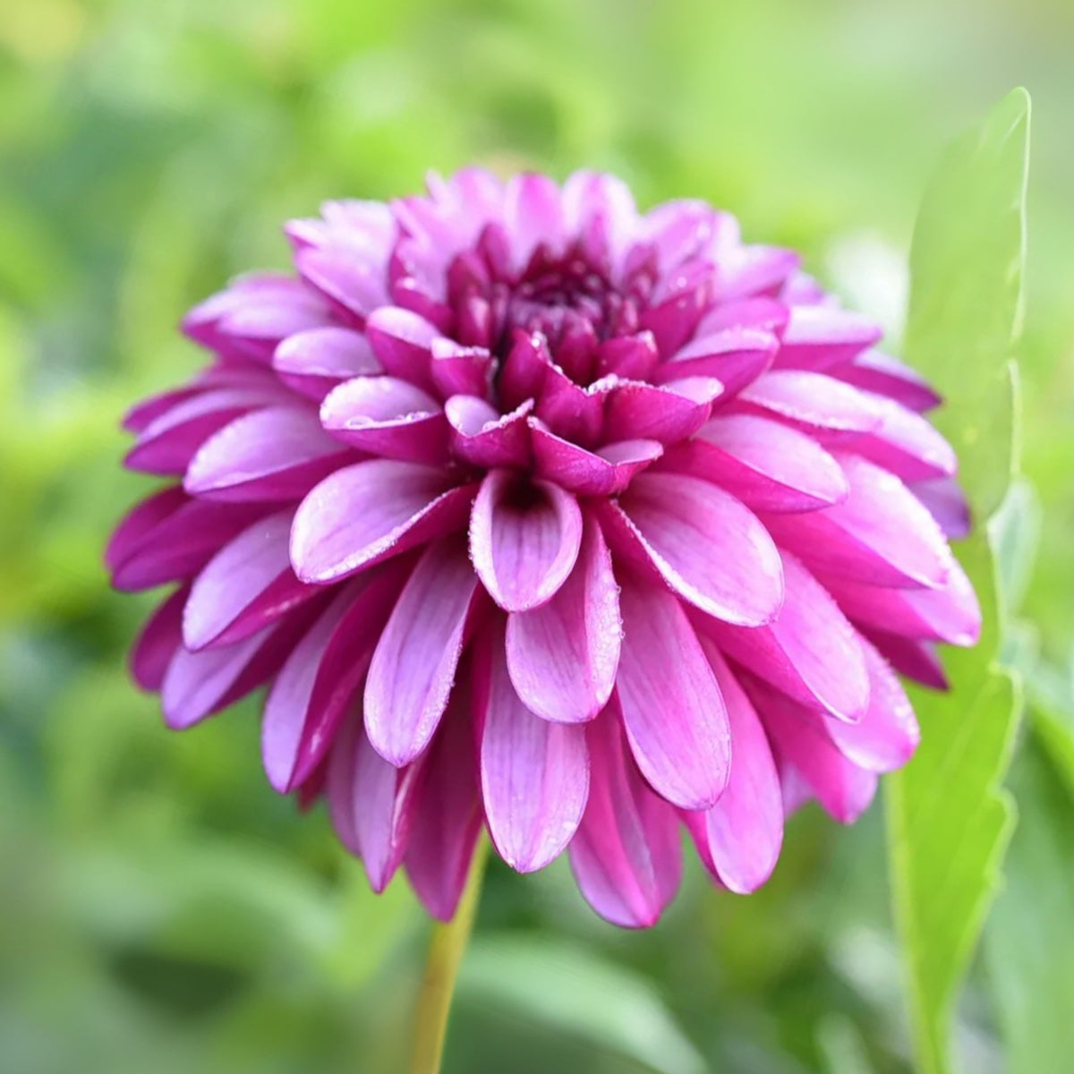 Hugs N Kisses Dahlia Perennial Seeds - Long Lasting Blooms, 40+ seeds