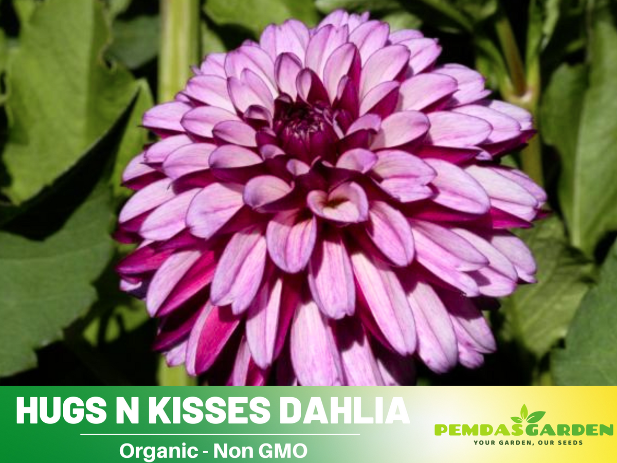 40+ Seeds|  Hugs N Kisses Dahlia Perennial Seeds #D056