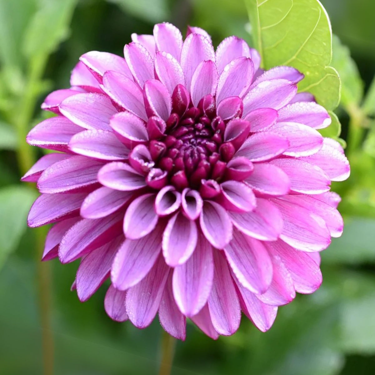 Hugs N Kisses Dahlia Perennial Seeds - Long Lasting Blooms, 40+ seeds