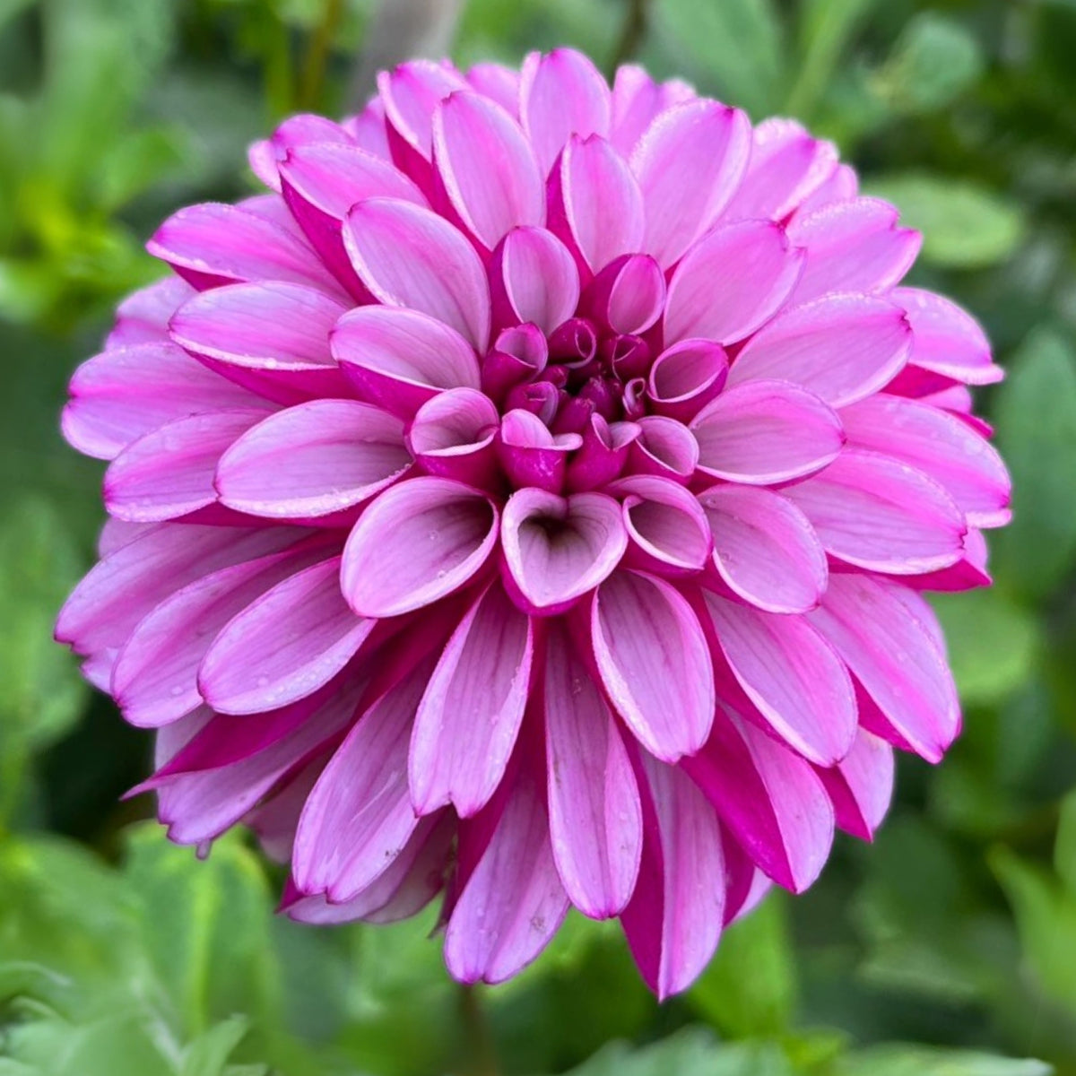 Hugs N Kisses Dahlia Perennial Seeds - Long Lasting Blooms, 40+ seeds