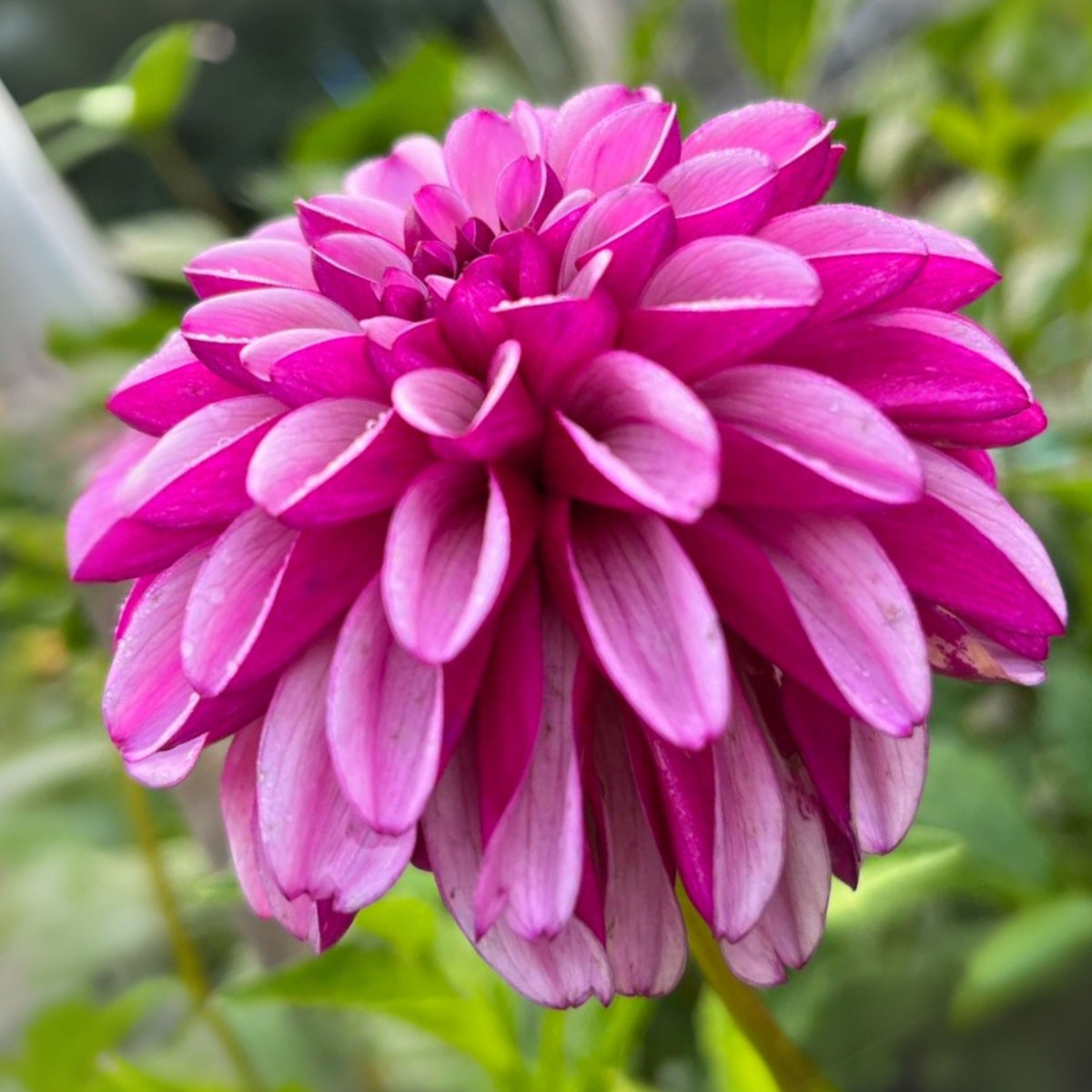 Hugs N Kisses Dahlia Perennial Seeds - Long Lasting Blooms, 40+ seeds