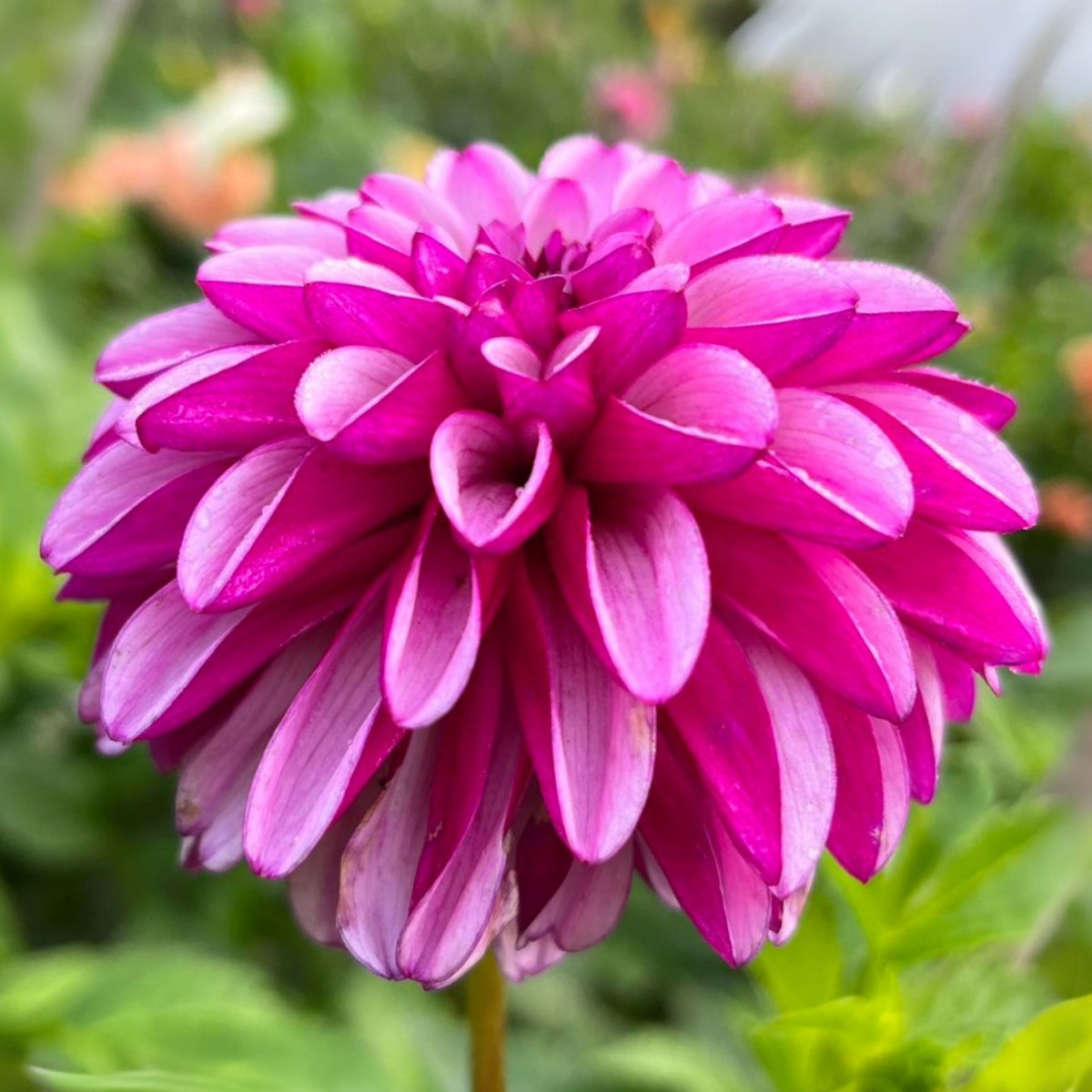 Hugs N Kisses Dahlia Perennial Seeds - Long Lasting Blooms, 40+ seeds